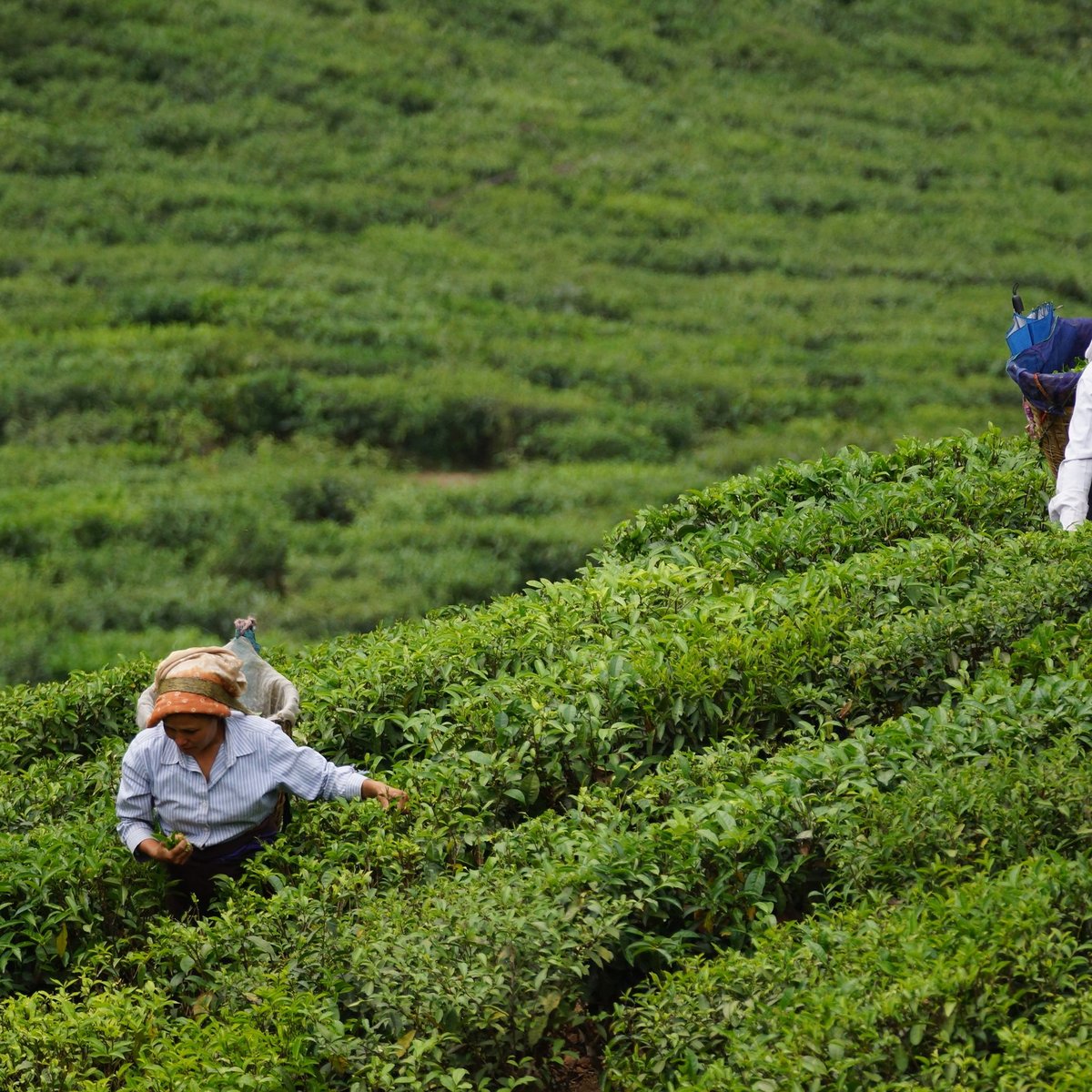 Teeanbau in Darjeeling, Indien
