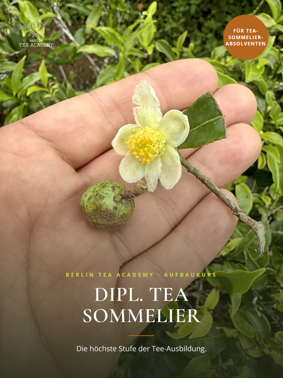 Aufbaukurs Dipl. Tea Sommelier