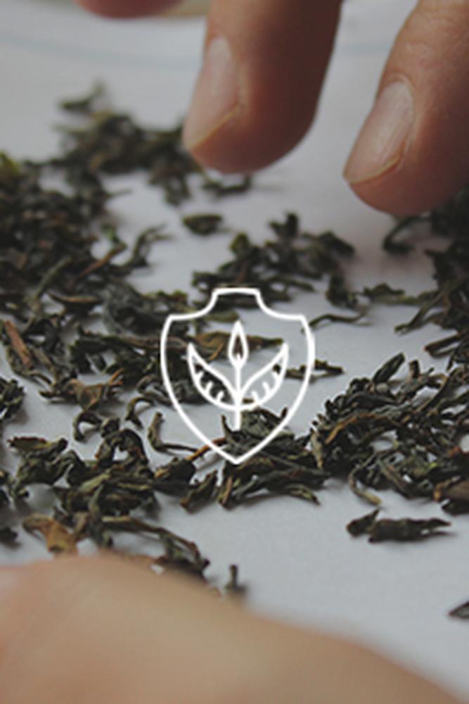 Tea Basic